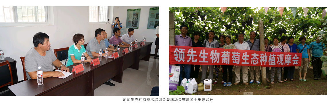凯时娱乐生物公司在昌黎十里铺召开葡萄生态种植技术培训会暨现场会