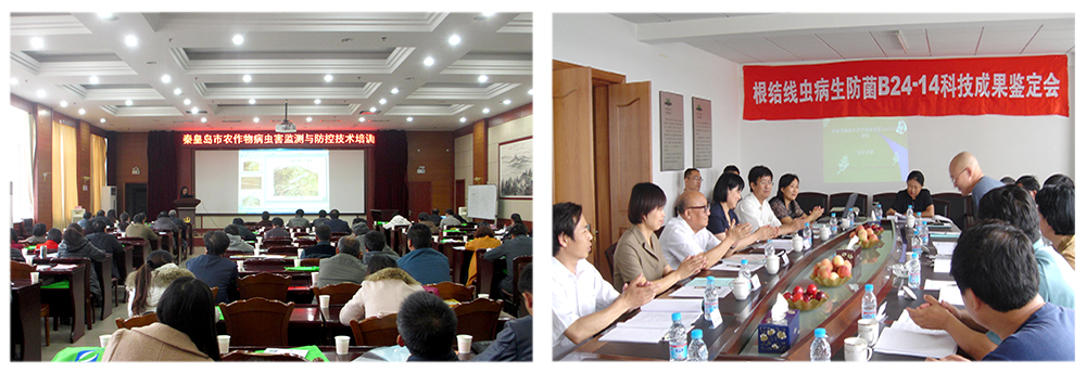 凯时娱乐生物益根劲菌多糖解决黄瓜根结线虫问题