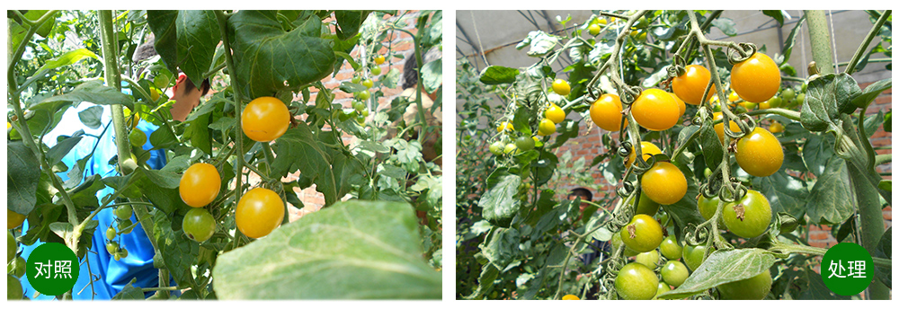 凯时娱乐生物海葆素让作物“吃”上深海新营养