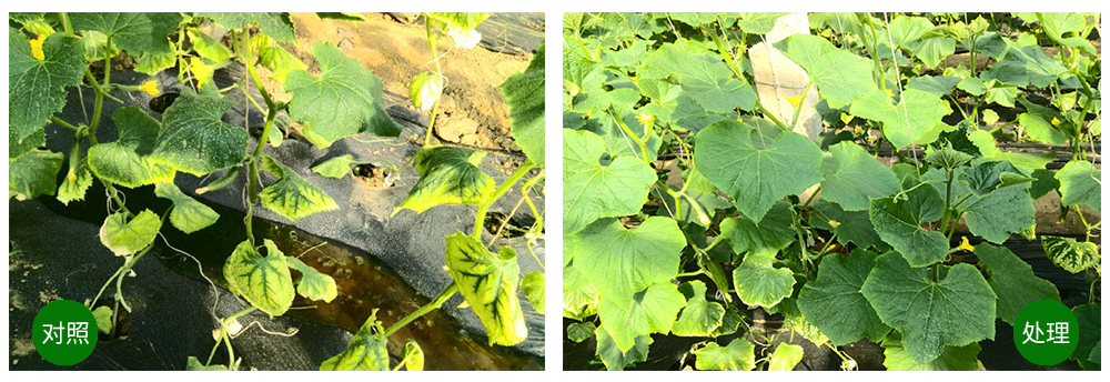 凯时娱乐生物海葆素让作物“吃”上深海新营养