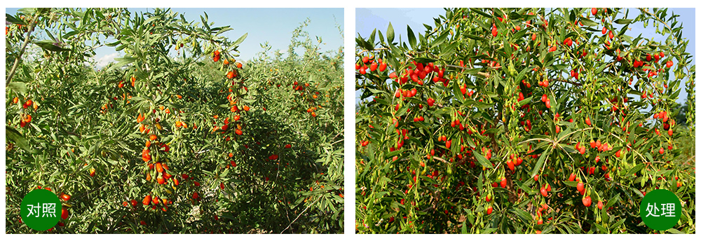 凯时娱乐生物“海藻+氮磷钾+腐植酸”让果树旺起来