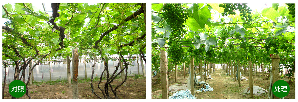 凯时娱乐生物“海藻+氮磷钾+腐植酸”让果树旺起来