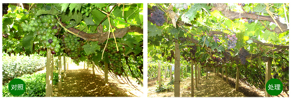 凯时娱乐生物“海藻+氮磷钾+腐植酸”让果树旺起来